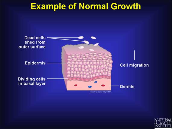 Example of Normal Growth