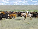 Steve Cote demonstrates moving cattle in the low-stress herding method. Low stress produces profound and lasting changes in the behavior and health of all livestock, Cote says. - Photo courtesy Steve Cote.