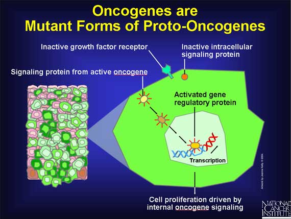Oncogenes are Mutant Forms of Proto-Oncogenes