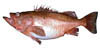 rockfish image