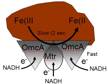 Model of Protein Complex Between OmcA and MtrC