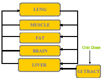 PBPK models mathematically describe absorption, distribution, storage, metabolism, and excretion of chemicals as they are introduced into the body. 