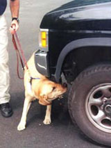 Photo - ATF canine sniffing for drugs
