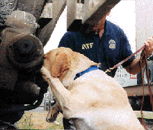 Photograph - ATF canine dog searching
