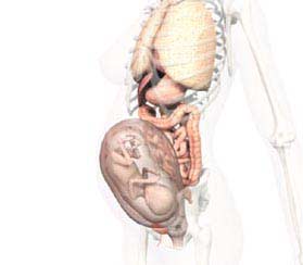 Image of a close up on the human organs