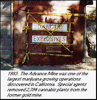 photo - 1993: The Advance Mine was one of the largest marijuana growing operations discovered in California.