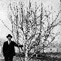 76719-3  Unidentified Man with Fruit Tree, 1932