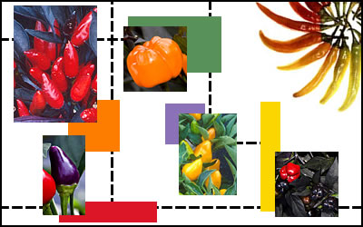 A series of colorful peppers