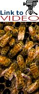 Bees in hive: Link to video on CCD.
