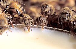 Honey bees devour a new, nutrient-rich food. Link to photo information