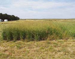 Photo: Native switchgrass. Link to photo information