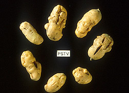 Malformed potatoes: Click here for full photo caption.