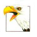 Image of eagle - link to eagle page