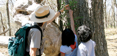 A park ranger and two children examine the leaves of a tree.
