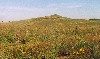 Prairie with flowers, Spirit Mound rising behind