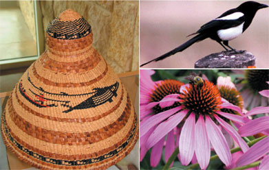 Three images: black and white magpie, and purple prairie coneflower with bee and Clatsop chief's hat made from red cedar, raffia, and sinew depicting whale hunt,