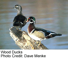 Wood Ducks