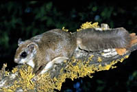 Credit: US Army Corps of Engineers. West Virginia northern flying squirrel.