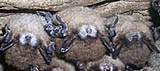 Hibernating Indiana bats showing white nose syndrome. Credit: Al Hicks, New York Dept. of Environmental Conservation