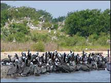 a large group of pelicans gather on deer island