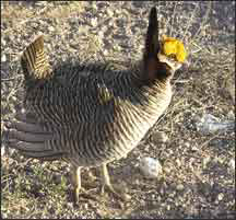 male lesser prairie chicken