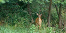 White-tailed deer in the summer grass