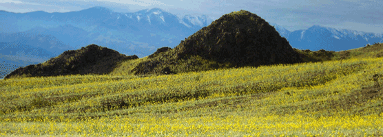 Spectacular springtime wildflower displays are rare occurances in Death Valley.