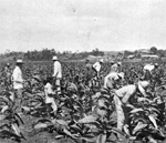 Workers in a tobacco field.
