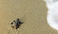 A sea turtle crawls along the beach