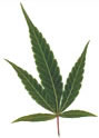 photo - marijuana leaf
