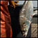 A fish is tossed into a container aboard a fishing skiff on the Hudson River. Credit: Mike Groll/AP