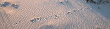 Animal foot prints cross the white sand.