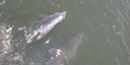 Two Atlantic Bottlenose Dolphins ride the bow wave of the wooden passenger ferry.