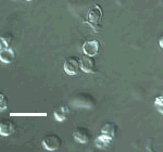 image of featured microbe