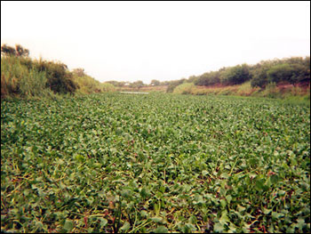 Photo of Blocked River