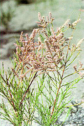 Chinese Tamarisk