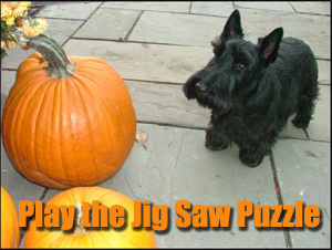 Play the Jig Saw Puzzle