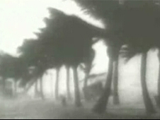 Trees blowing during a hurricane