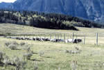 Dead cows by metal fence: long shot