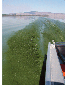 Algal bloom on Upper Klamath Lake