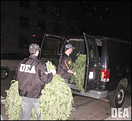 DEA Agents Removing Marijuana From Apartment in Manhattan