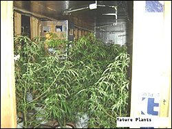 Mature Marijuana Plants 