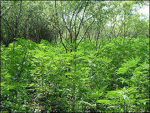 One of 14 marijuana fields located in the Crabtree Nature Preserve