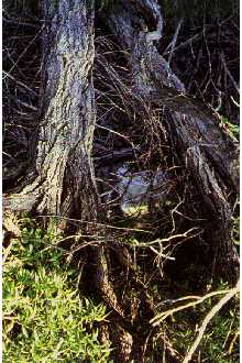 Photo of Salix lucida Muhl. ssp. lasiandra (Benth.) E. Murray