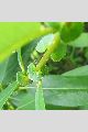 View a larger version of this image and Profile page for Salix lucida Muhl. ssp. lasiandra (Benth.) E. Murray