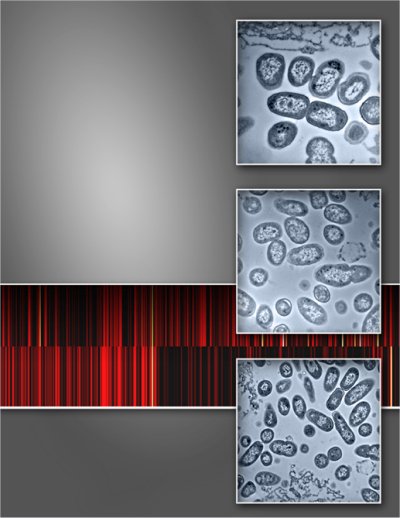 proteomic analysis of the isolated Salmonella