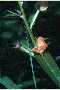 View a larger version of this image and Profile page for Ludwigia decurrens Walter