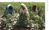 Cotton field in Pakistan