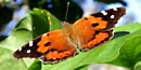 The Kamehameha Butterfly is orange and black, with white spots.