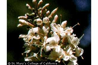 Photo of Aesculus californica (Spach) Nutt.